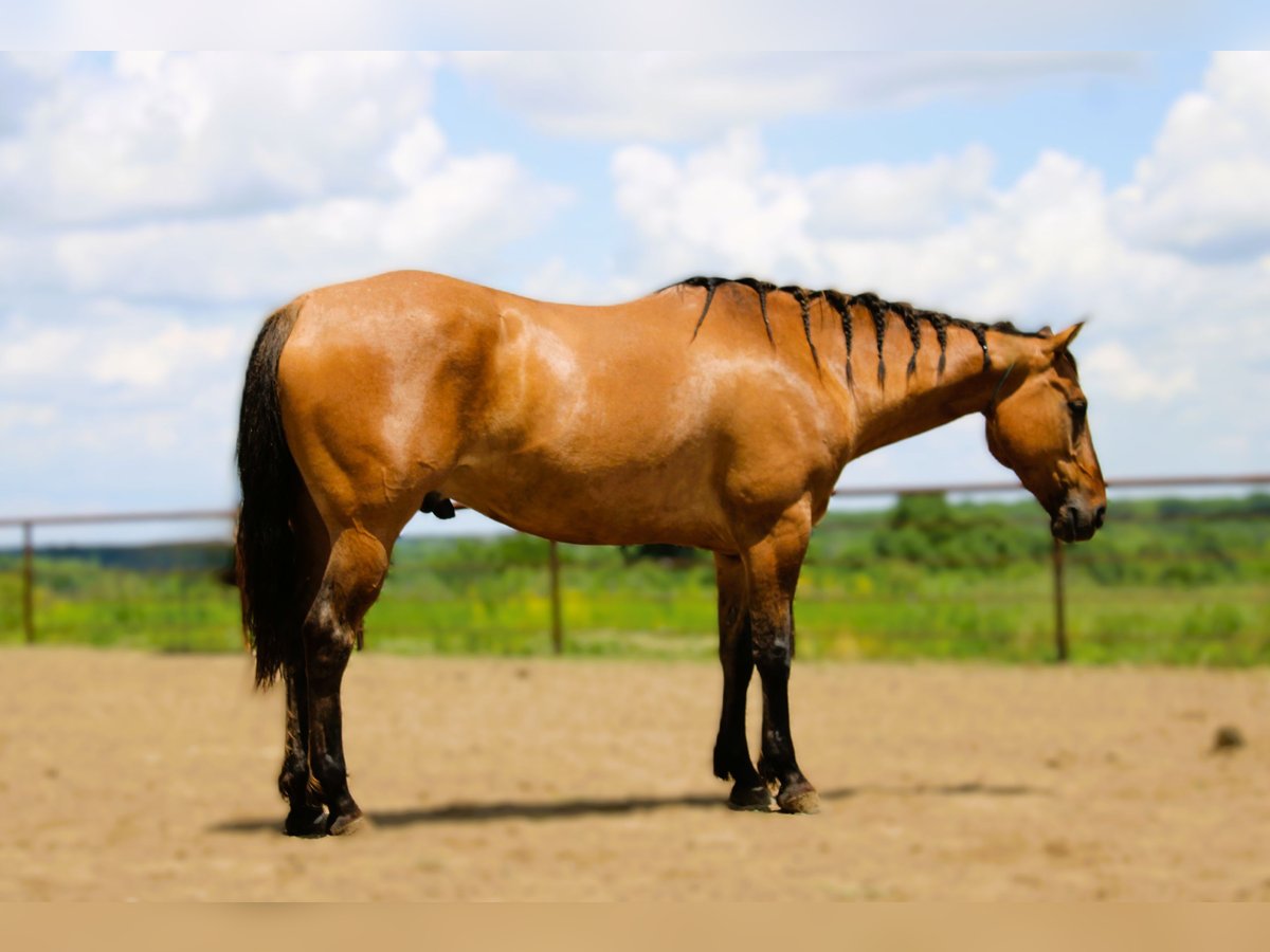American Quarter Horse Castrone 5 Anni 163 cm Grullo in Princeton, MO