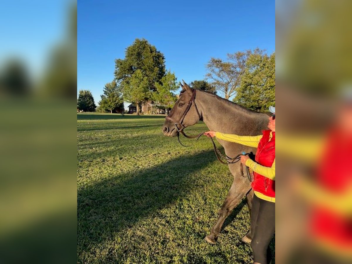 American Quarter Horse Castrone 5 Anni 163 cm Roano blu in Springfield MO