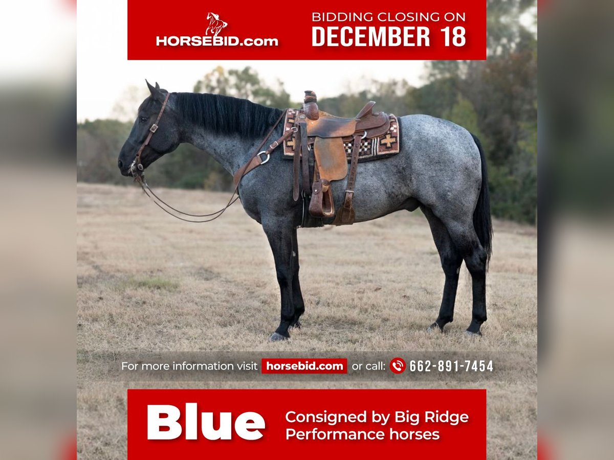 American Quarter Horse Castrone 5 Anni 163 cm Roano blu in Baldwyn