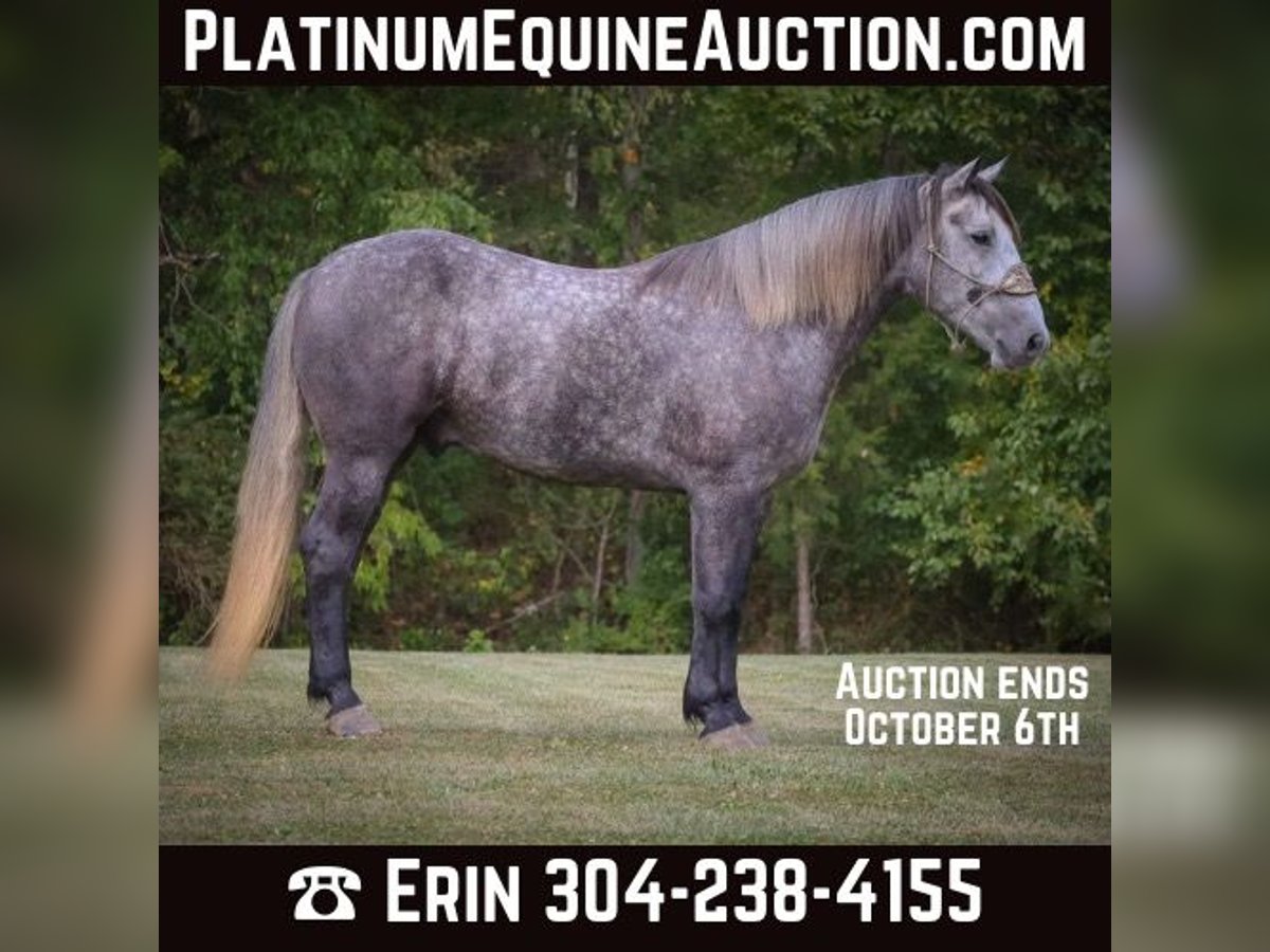 American Quarter Horse Castrone 5 Anni 170 cm Grigio pezzato in Flemingsburg Ky