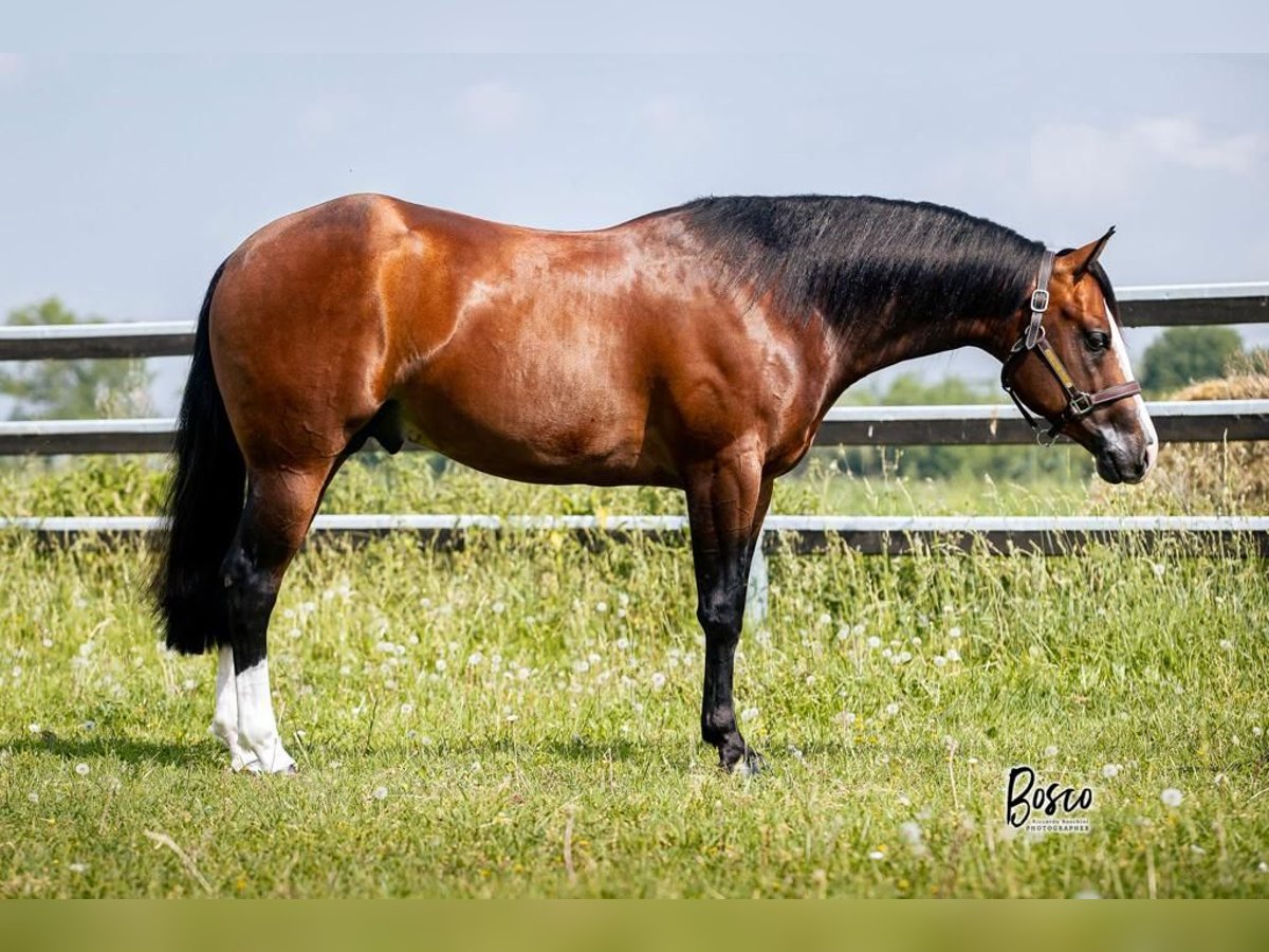 American Quarter Horse Castrone 5 Anni Baio ciliegia in Paupisi