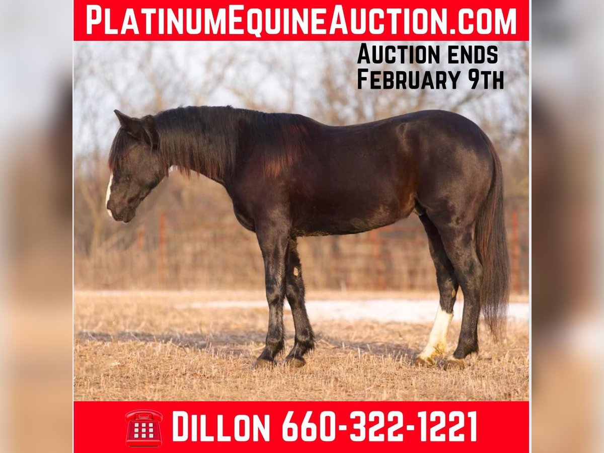 American Quarter Horse Castrone 5 Anni Morello in Carrolton MO