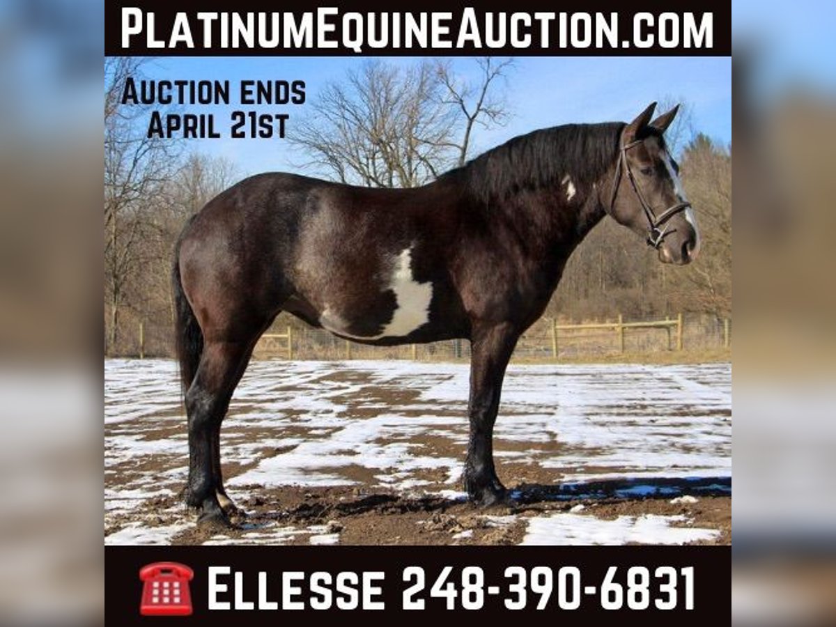 American Quarter Horse Castrone 5 Anni Overo-tutti i colori in Howell, MI