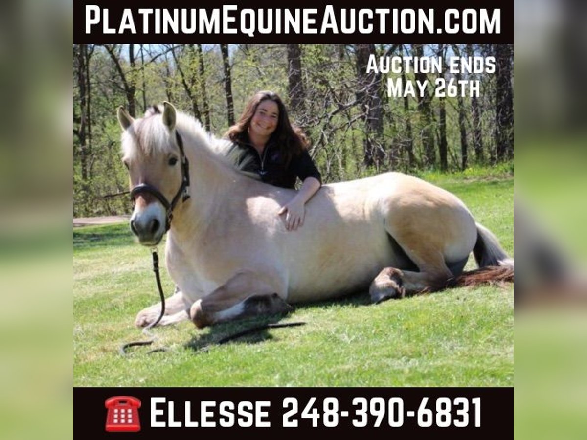 American Quarter Horse Castrone 5 Anni Pelle di daino in Howell MI