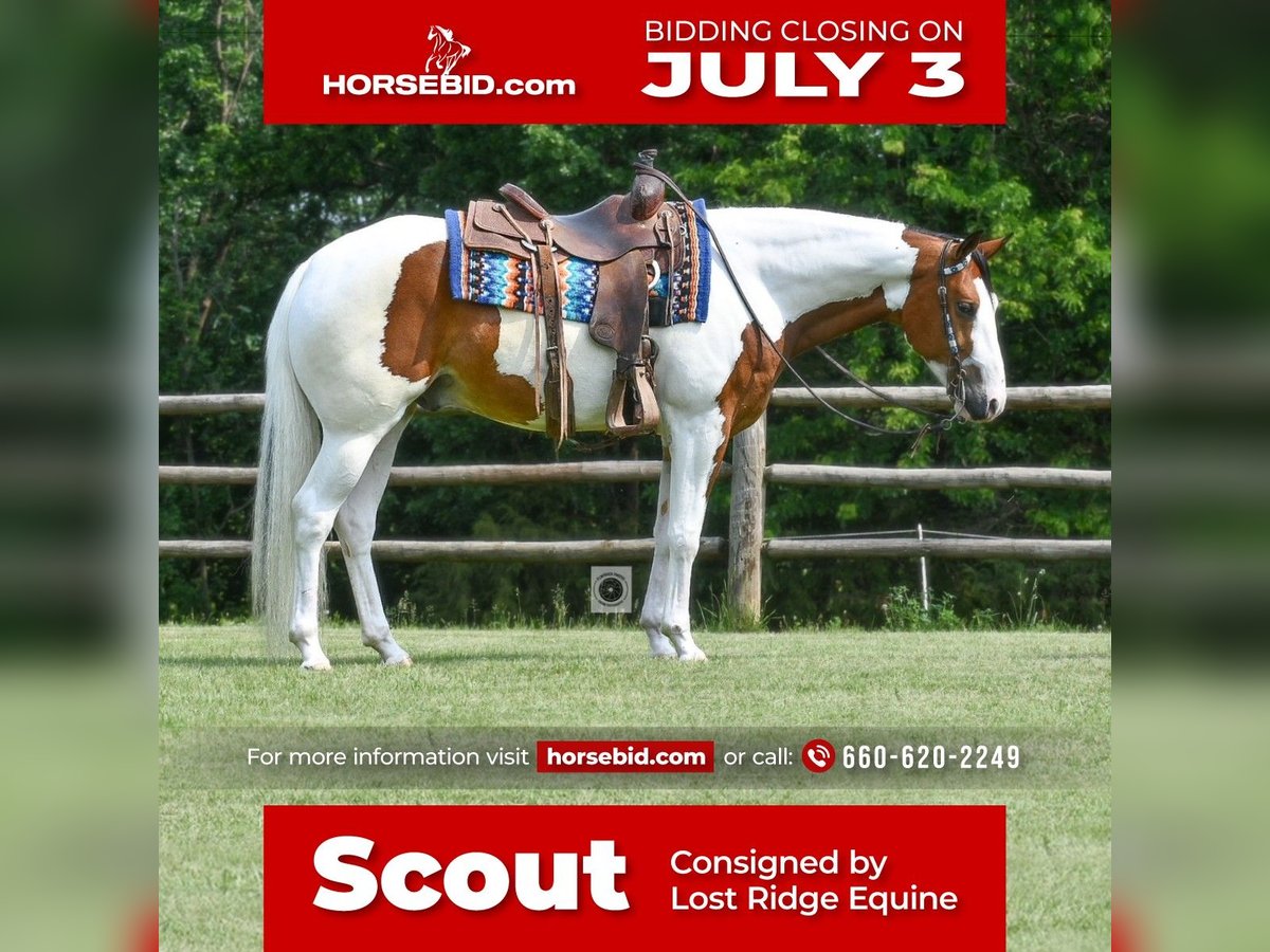 American Quarter Horse Castrone 5 Anni Pezzato in Sedalia, MO