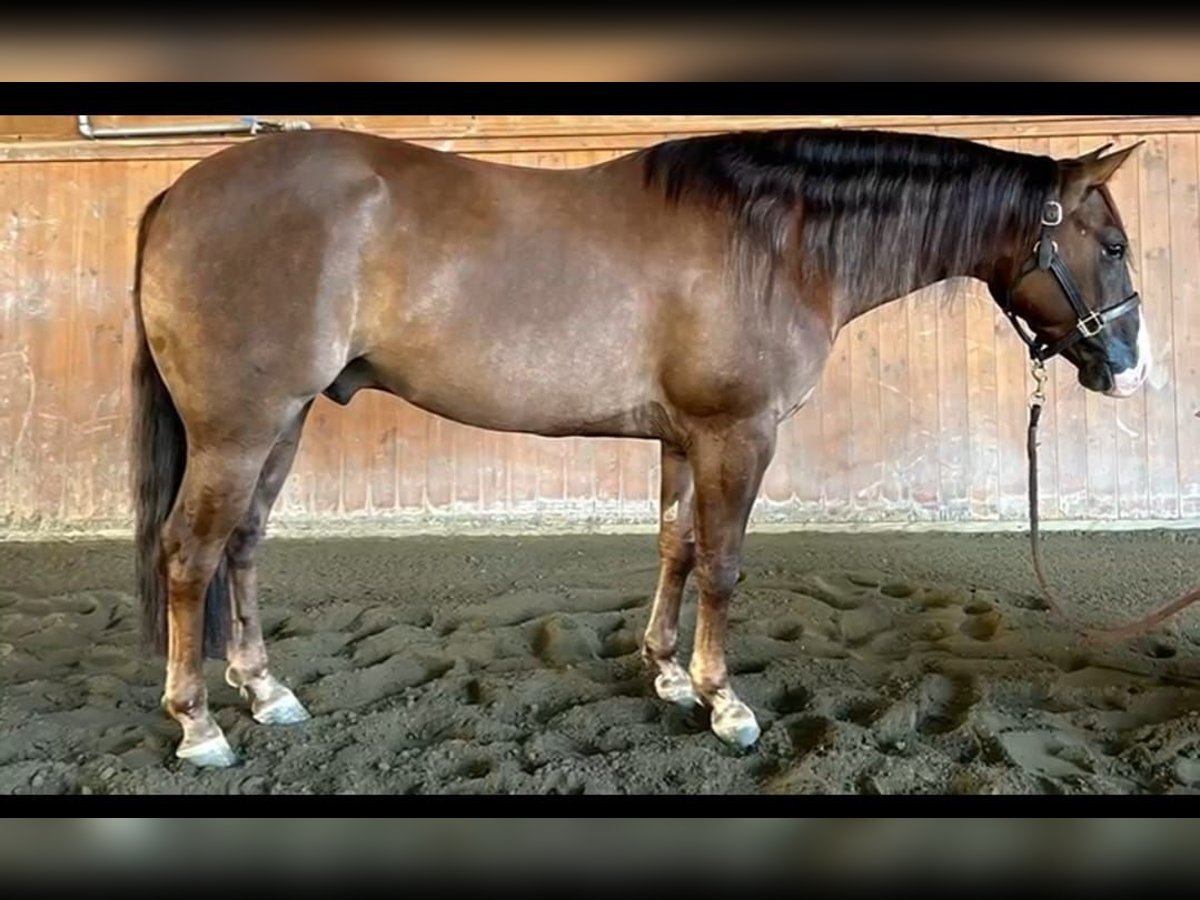 American Quarter Horse Castrone 5 Anni Red dun in Brescia