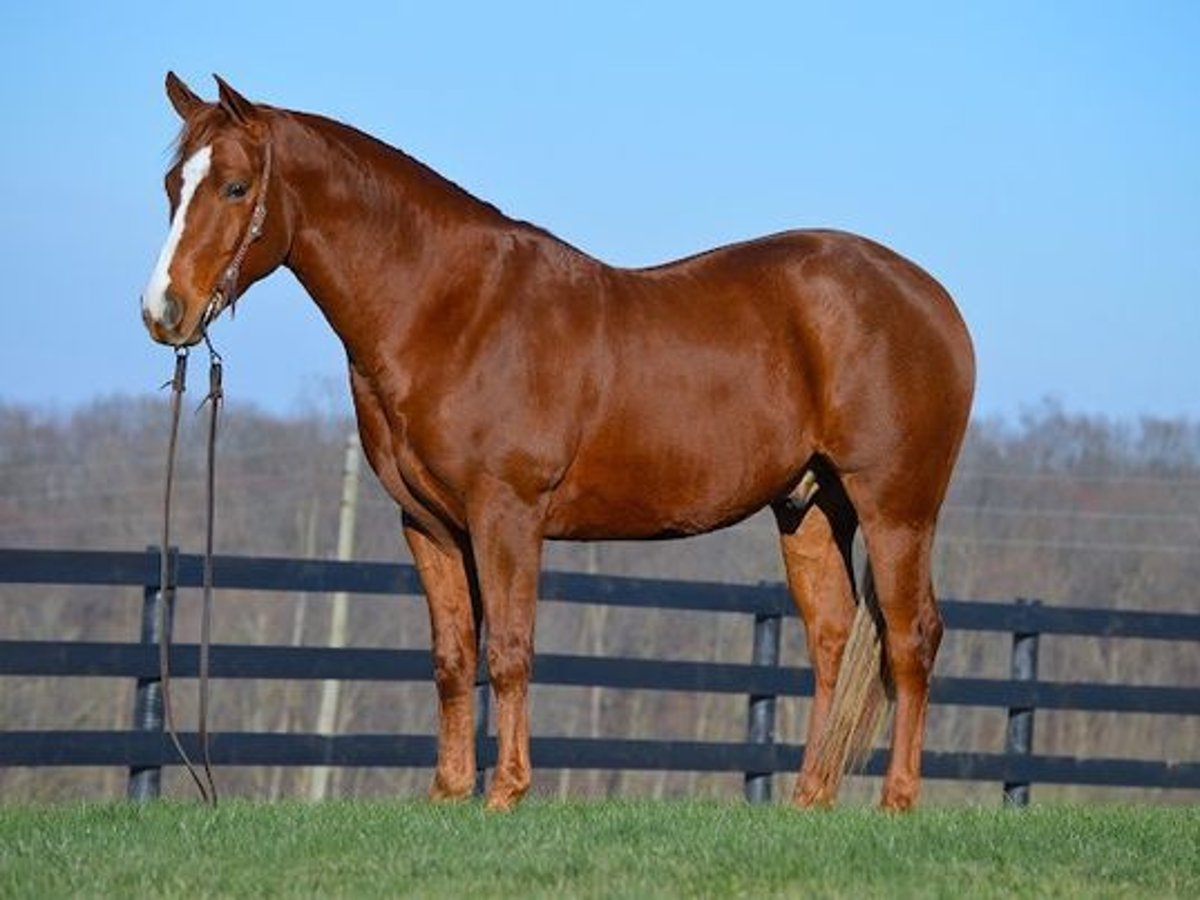 American Quarter Horse Castrone 5 Anni Sauro ciliegia in San Diego