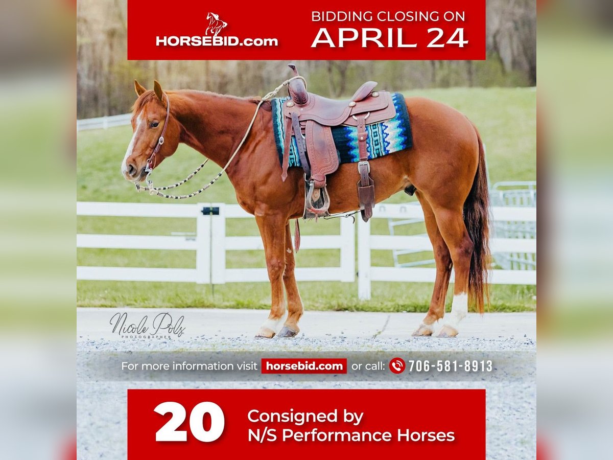 American Quarter Horse Castrone 5 Anni Sauro ciliegia in Chatsworth, GA