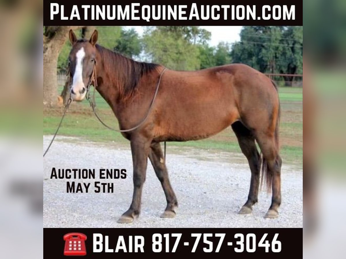 American Quarter Horse Castrone 5 Anni Sauro scuro in Weatherford TX