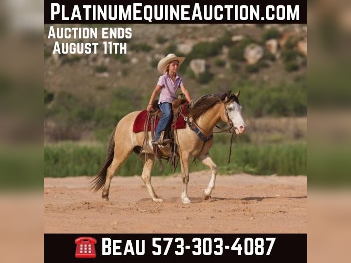 American Quarter Horse Castrone 6 Anni 132 cm Pelle di daino in Canyon TX