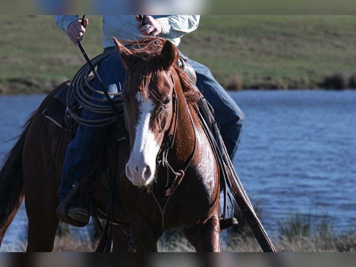 American Quarter Horse Castrone 6 Anni 142 cm Baio in Fort Worth Texas