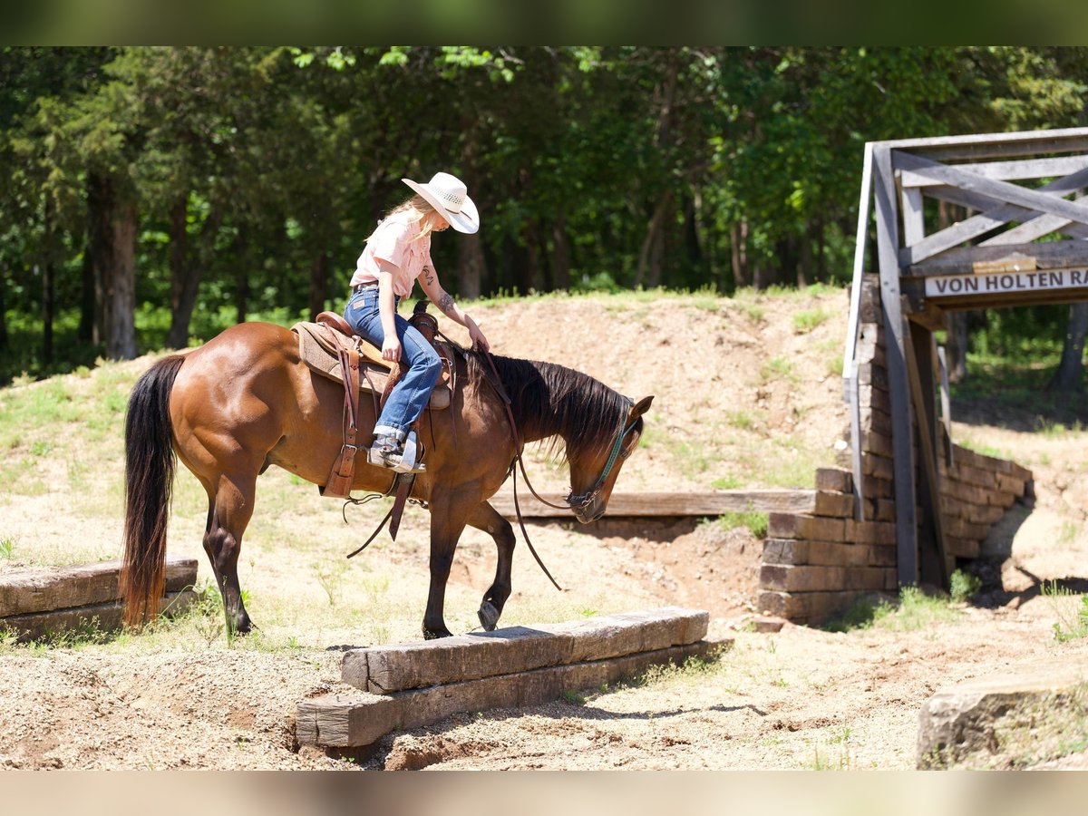 American Quarter Horse Castrone 6 Anni 142 cm Baio ciliegia in Chesterfield