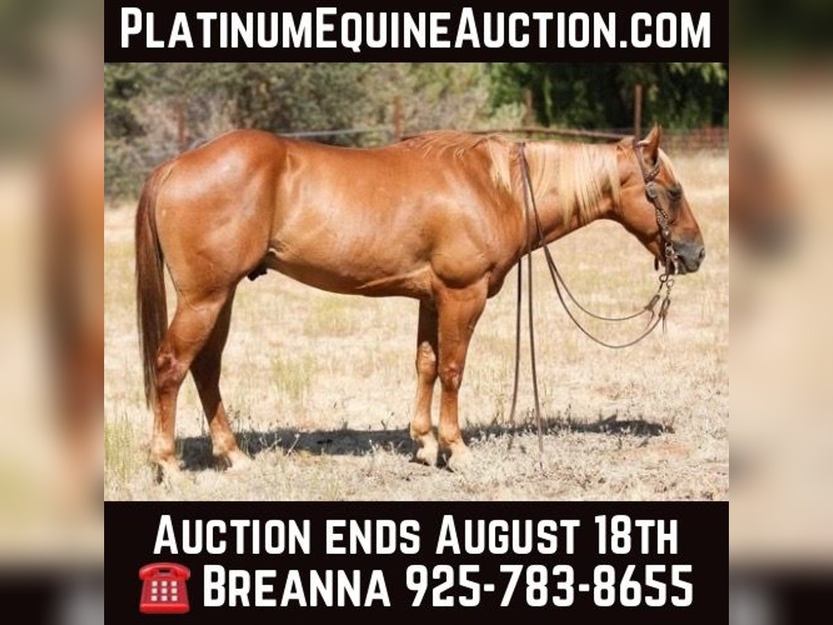 American Quarter Horse Castrone 6 Anni 142 cm Palomino in Valley Springs CA