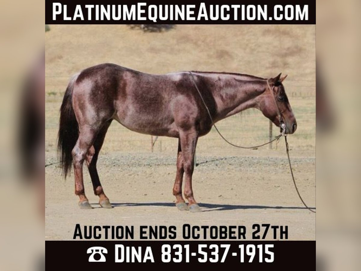 American Quarter Horse Castrone 6 Anni 142 cm Roano rosso in Paicines, CA