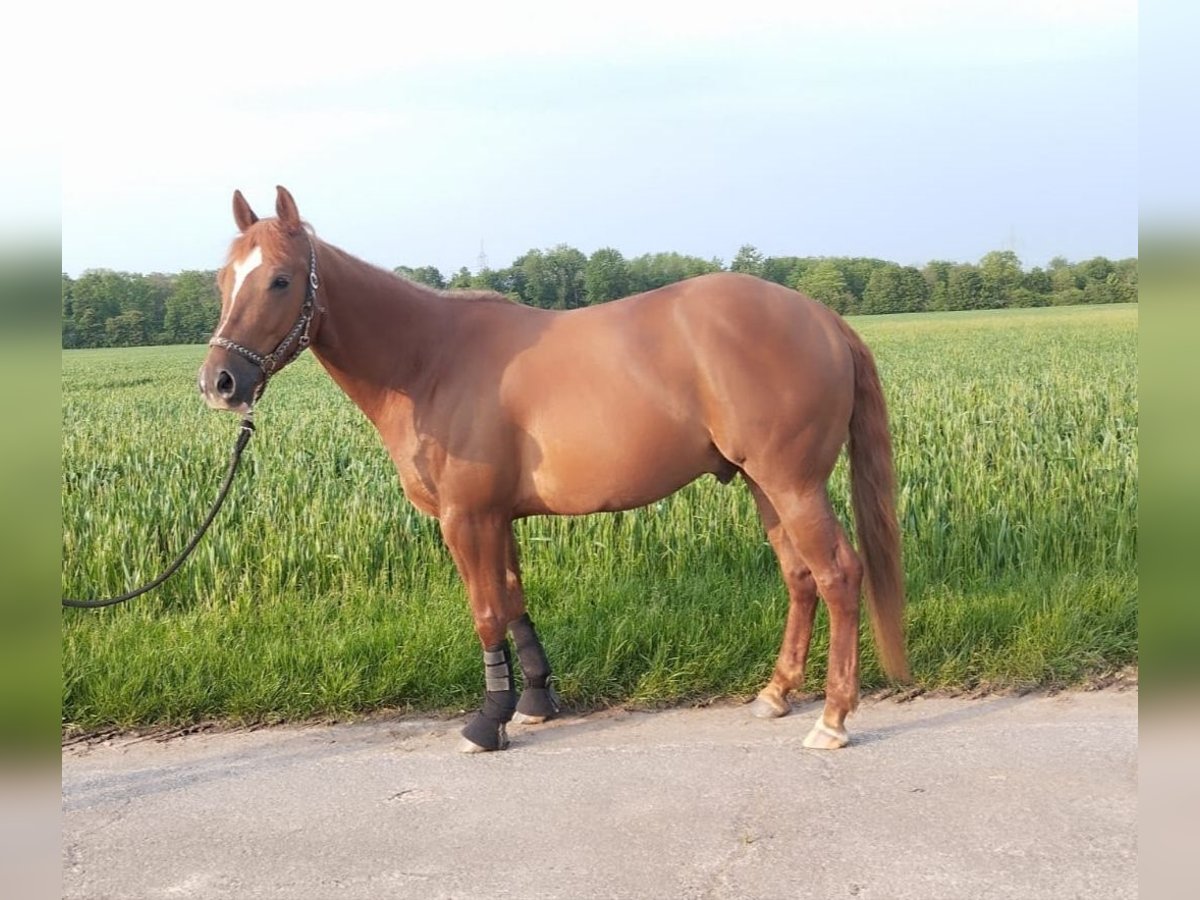 American Quarter Horse Castrone 6 Anni 144 cm Sauro in Erftstadt