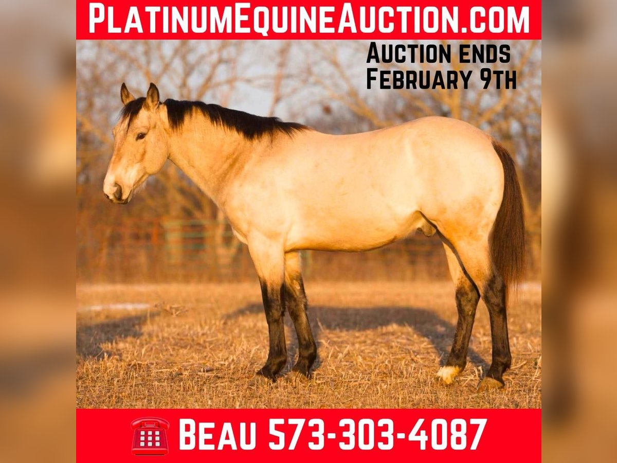 American Quarter Horse Castrone 6 Anni 145 cm Pelle di daino in Sweet Springs MO