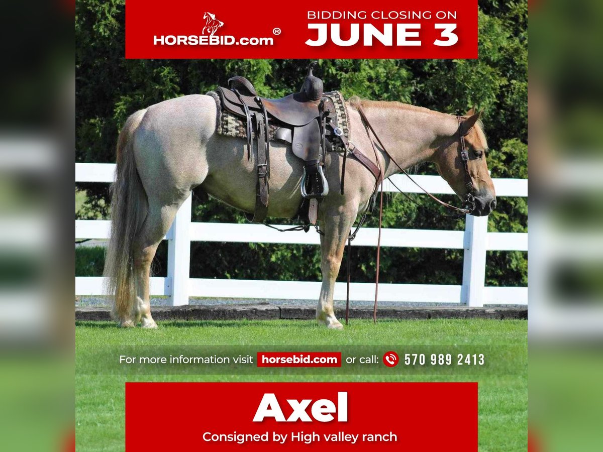 American Quarter Horse Mix Castrone 6 Anni 145 cm Roano rosso in Allenwood