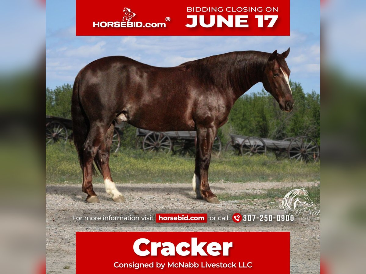 American Quarter Horse Castrone 6 Anni 145 cm Sauro ciliegia in Cody, WY