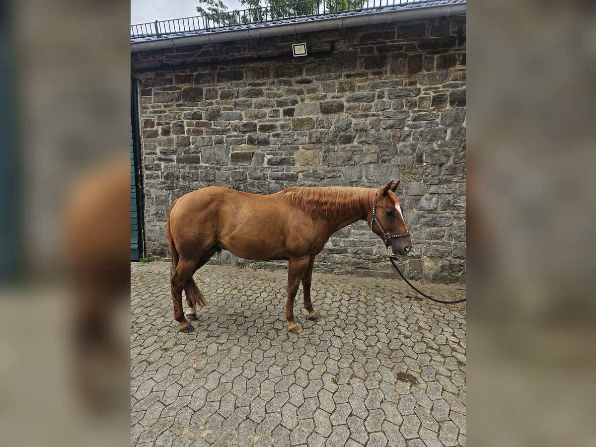 American Quarter Horse Castrone 6 Anni 146 cm Sauro in Reichshof American Quarter Horse Castrone 6 Anni 146 cm Sauro in Reichshof