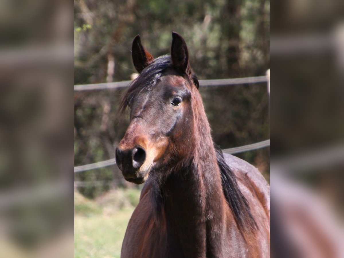 American Quarter Horse Castrone 6 Anni 147 cm Baio in Kirchentellinsfurt