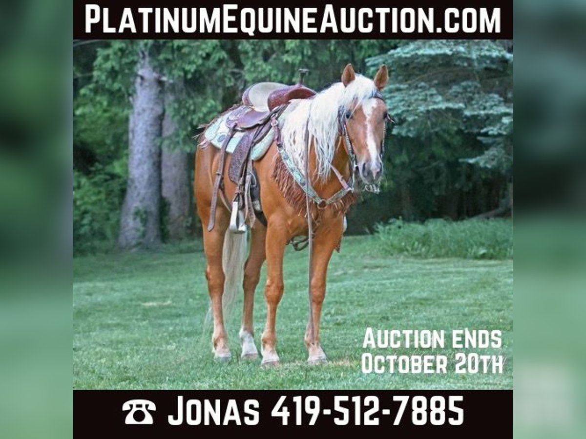 American Quarter Horse Castrone 6 Anni 147 cm Palomino in Ashland OH