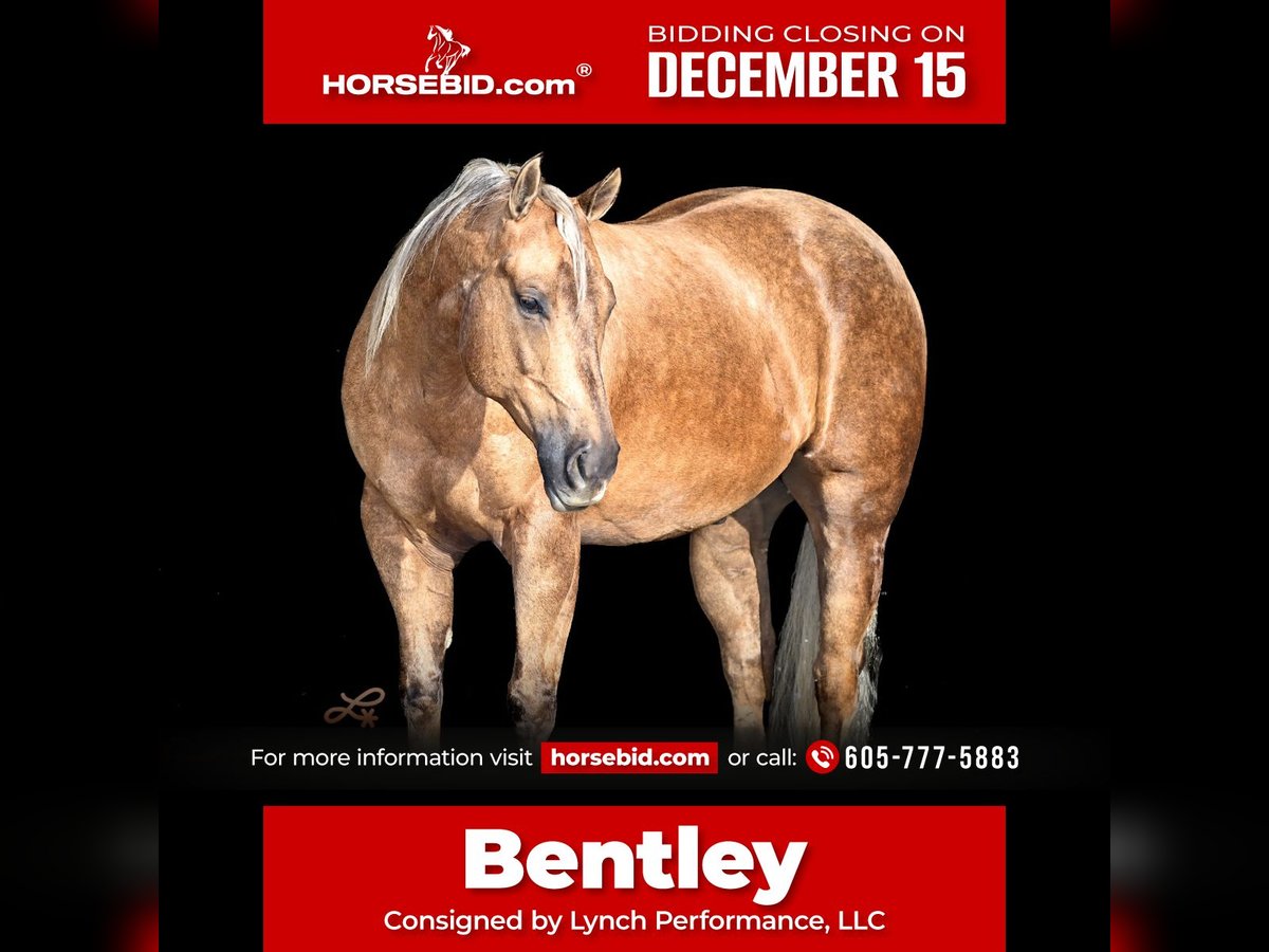 American Quarter Horse Castrone 6 Anni 147 cm Palomino in Canistota