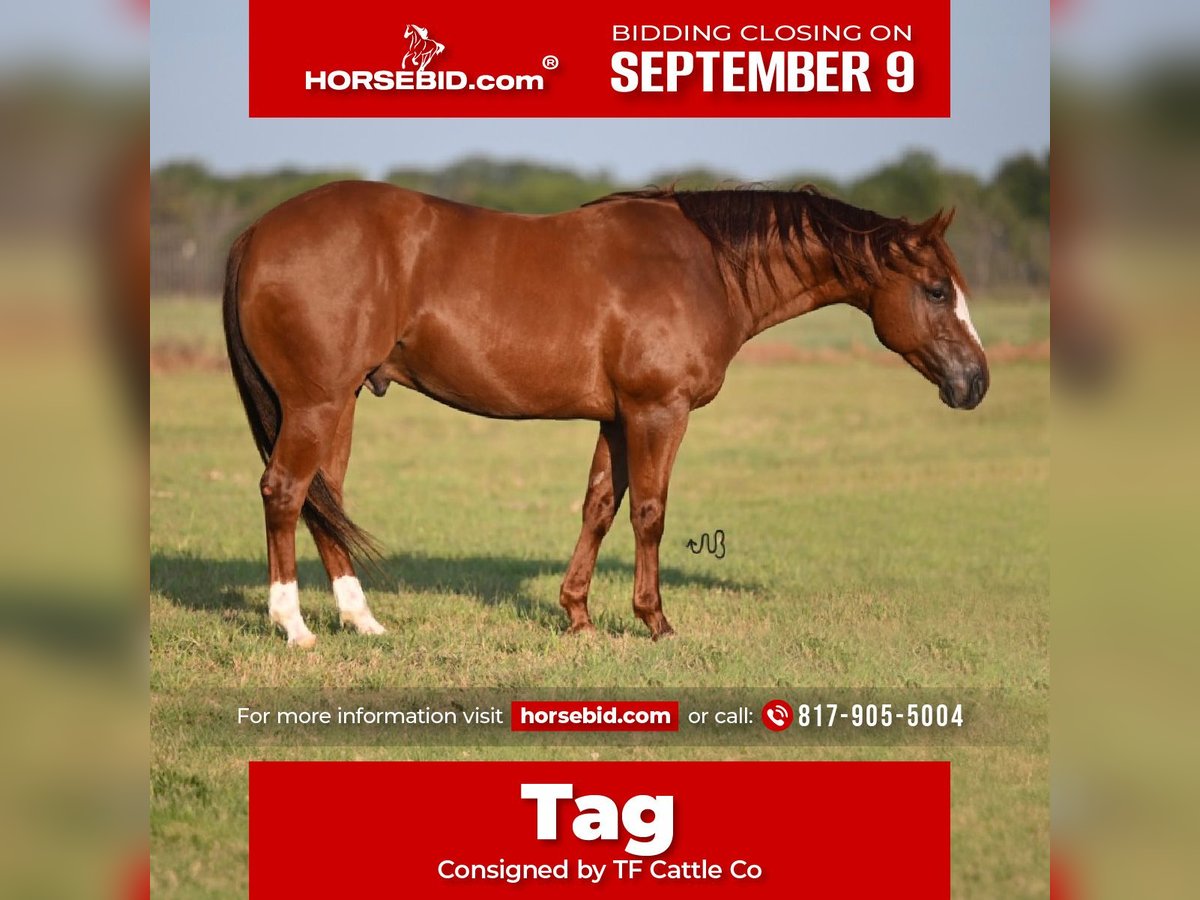 American Quarter Horse Castrone 6 Anni 147 cm Sauro ciliegia in Burleson, TX