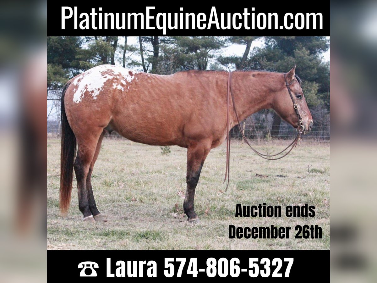 American Quarter Horse Castrone 6 Anni 147 cm Sauro ciliegia in North Judson IN