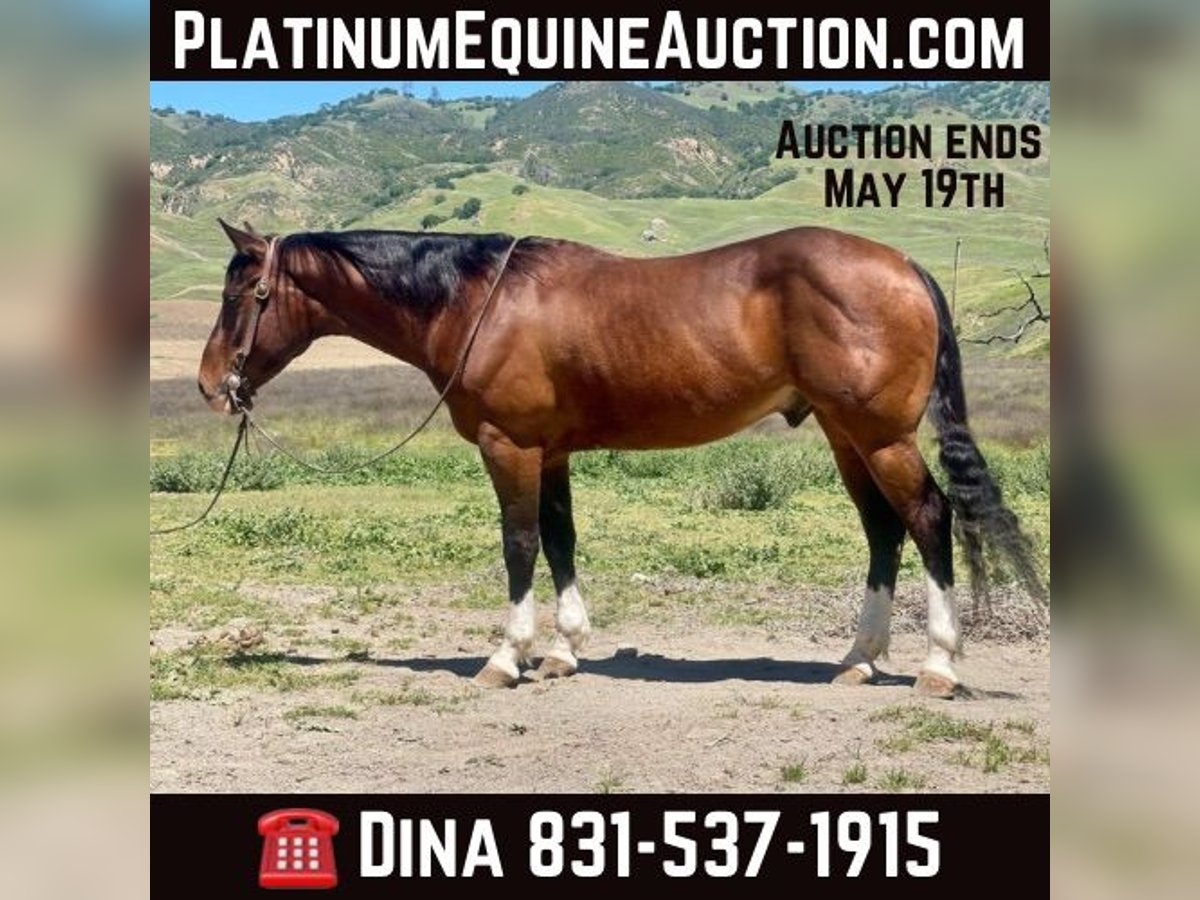 American Quarter Horse Castrone 6 Anni 150 cm Baio ciliegia in Paicines CA