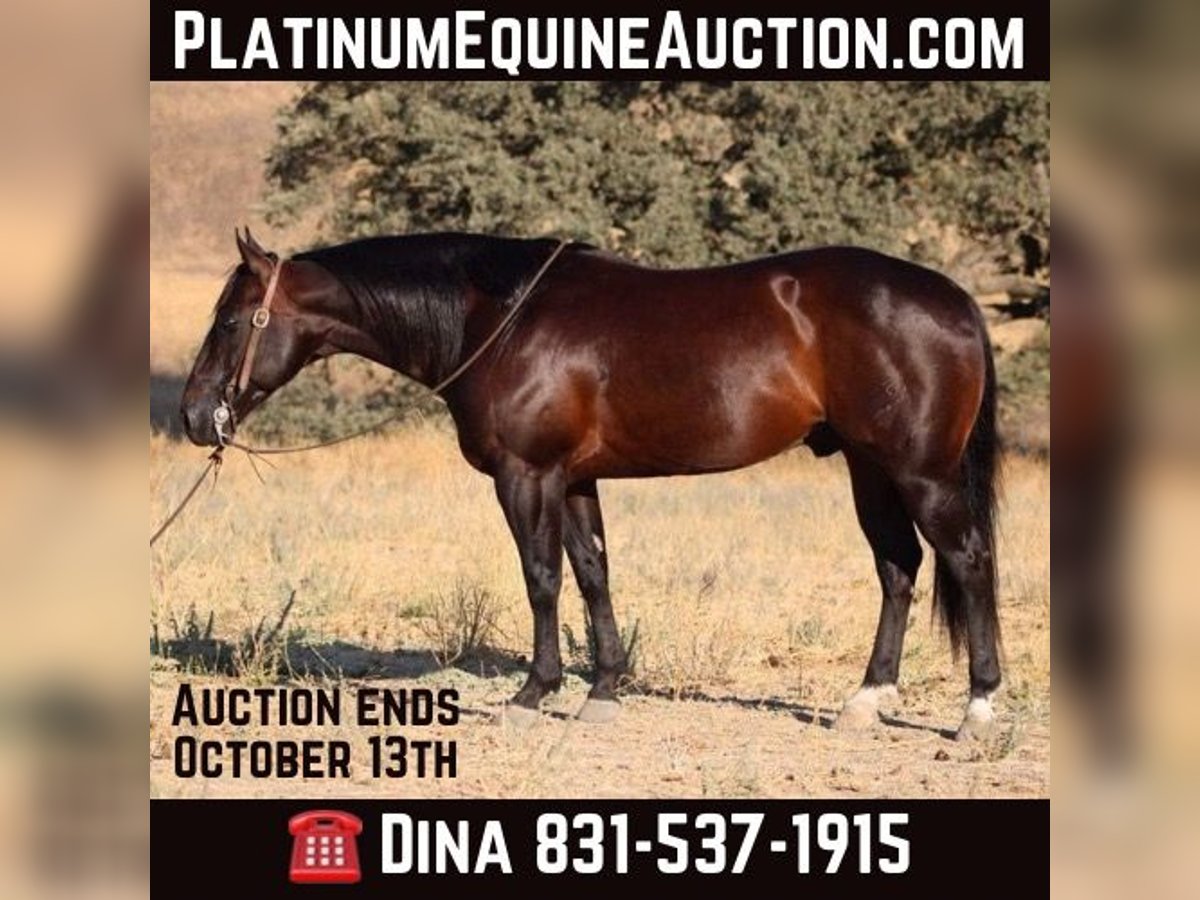 American Quarter Horse Castrone 6 Anni 150 cm Baio ciliegia in paicines CA