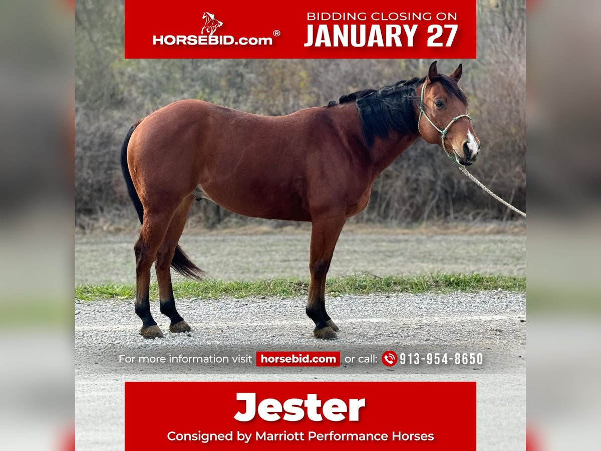 American Quarter Horse Castrone 6 Anni 150 cm Baio ciliegia in Clearmont, MO