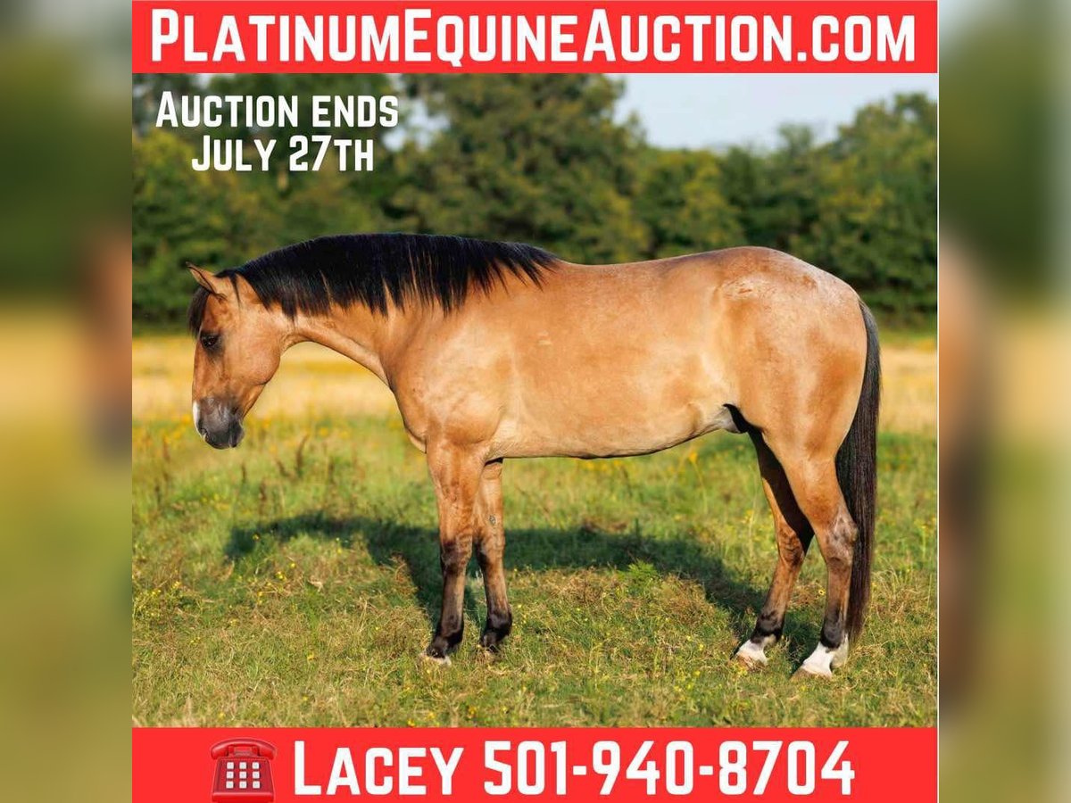American Quarter Horse Castrone 6 Anni 150 cm Falbo in Quitman AR