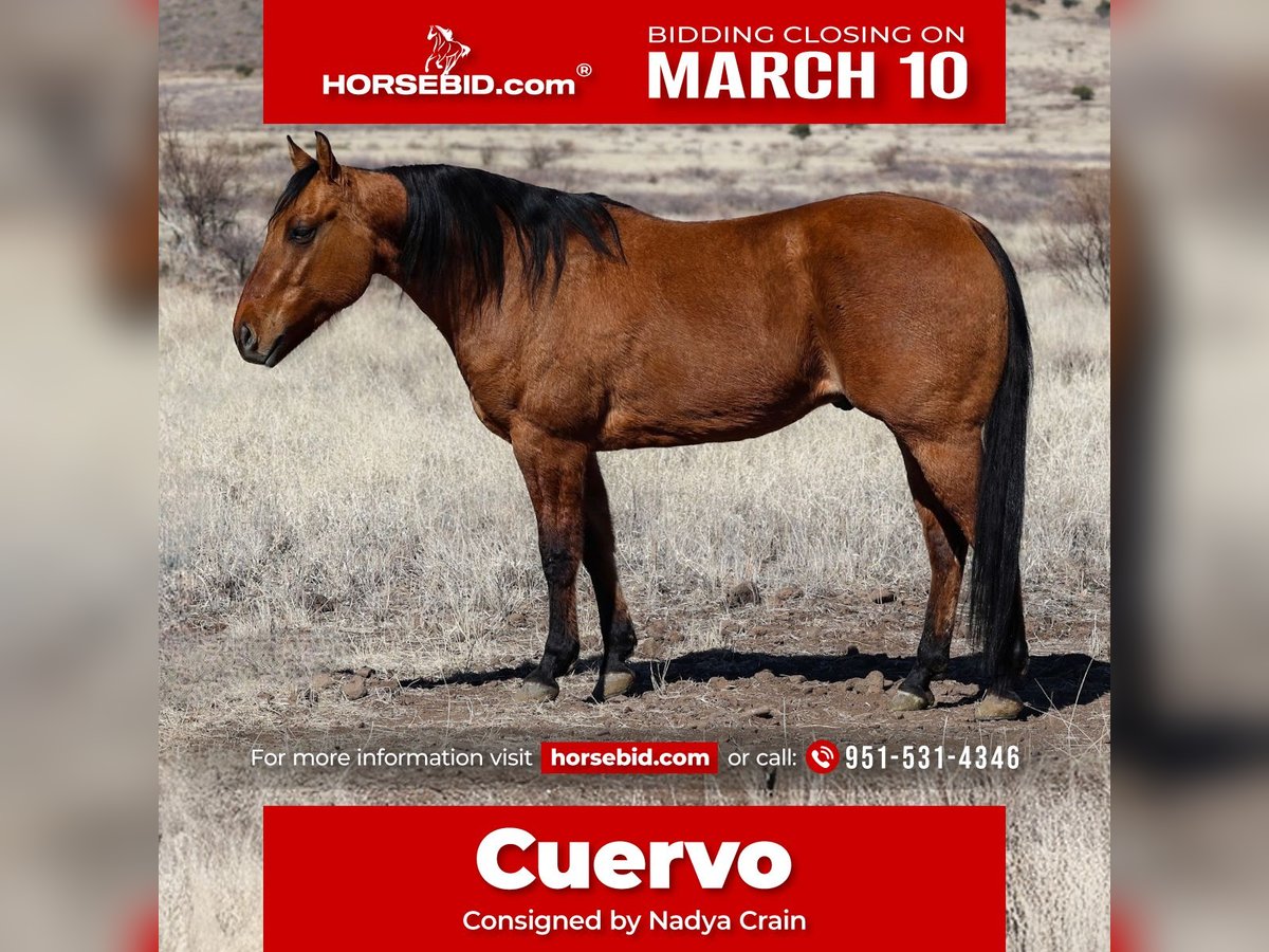 American Quarter Horse Castrone 6 Anni 150 cm Falbo in Camp Verde, AZ