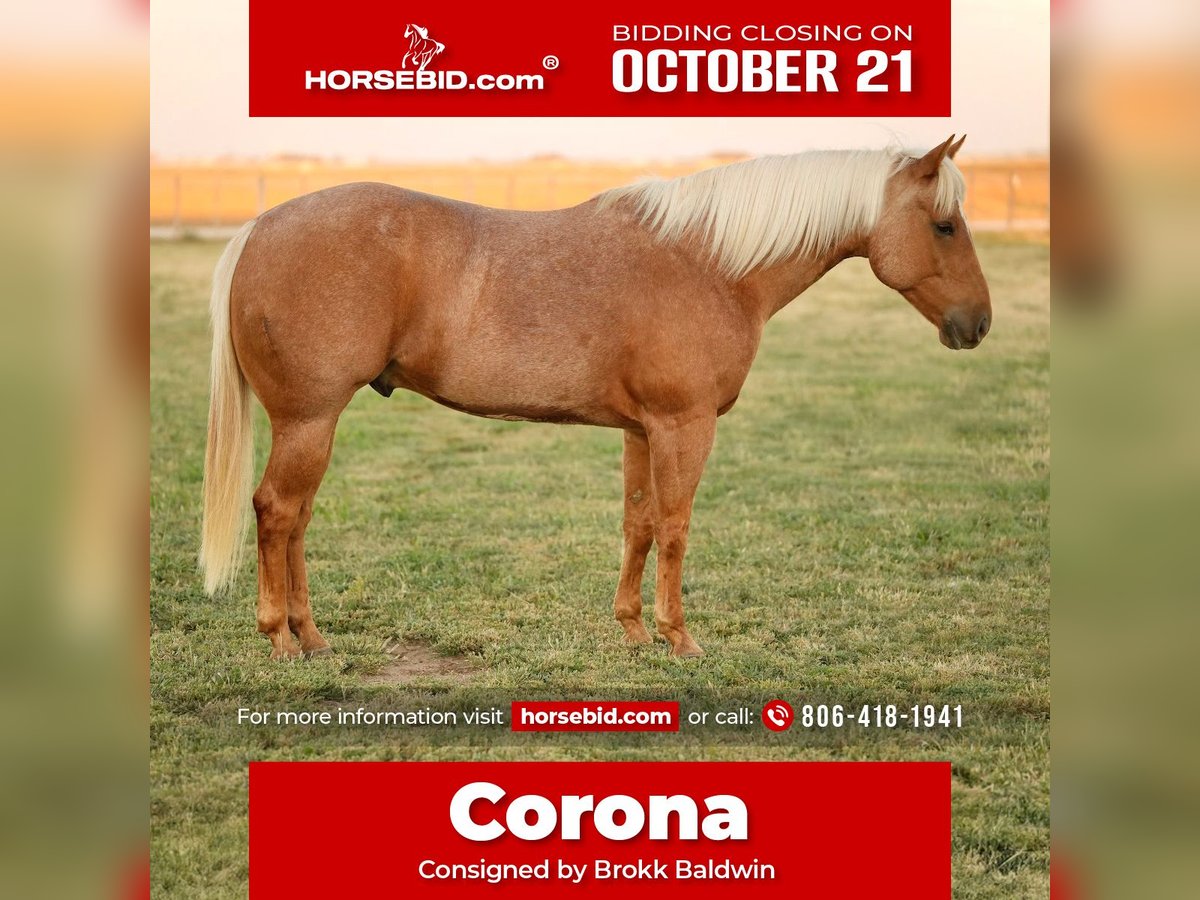 American Quarter Horse Castrone 6 Anni 150 cm Palomino in Amarillo, TX