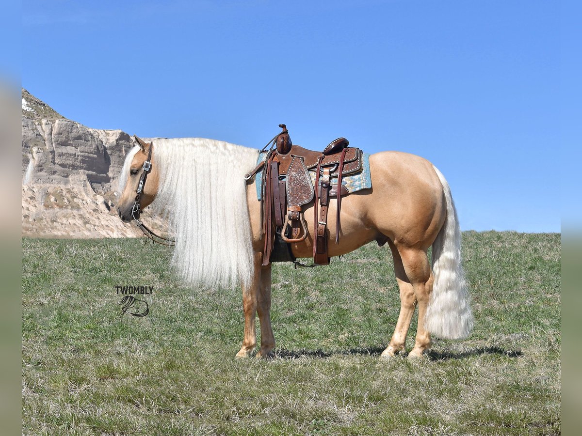 American Quarter Horse Castrone 6 Anni 150 cm Palomino in Bayard, Nebraska