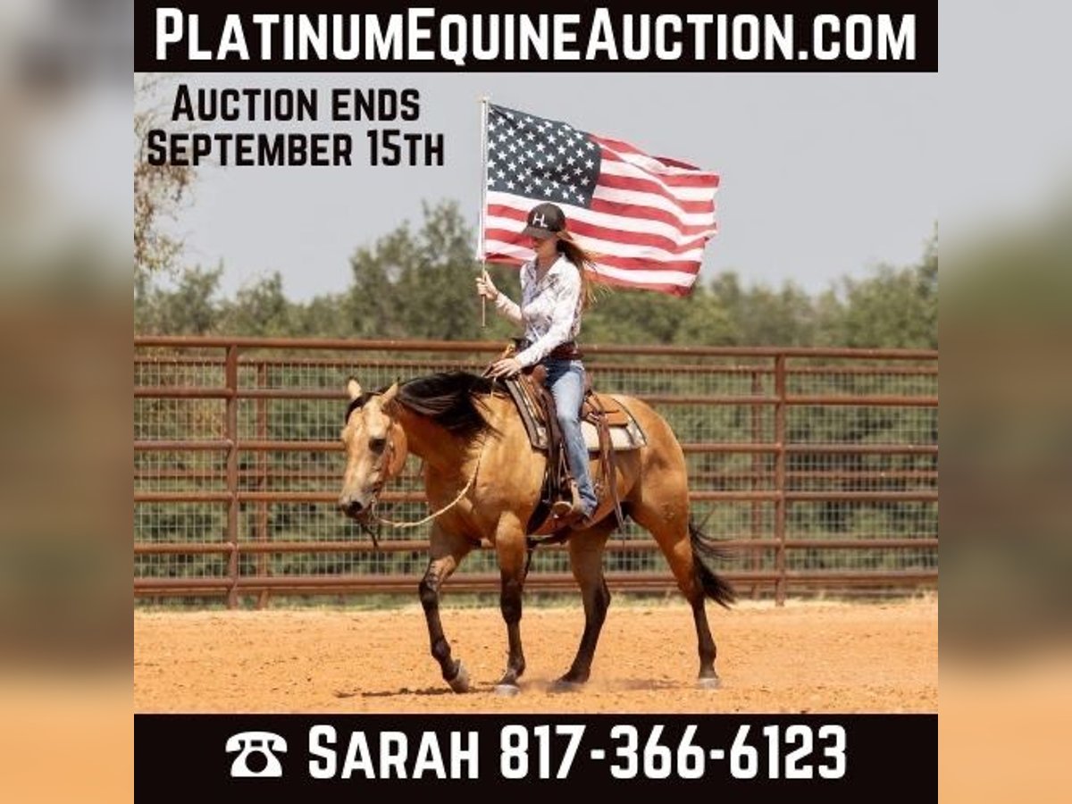 American Quarter Horse Castrone 6 Anni 150 cm Pelle di daino in Weatherford TX