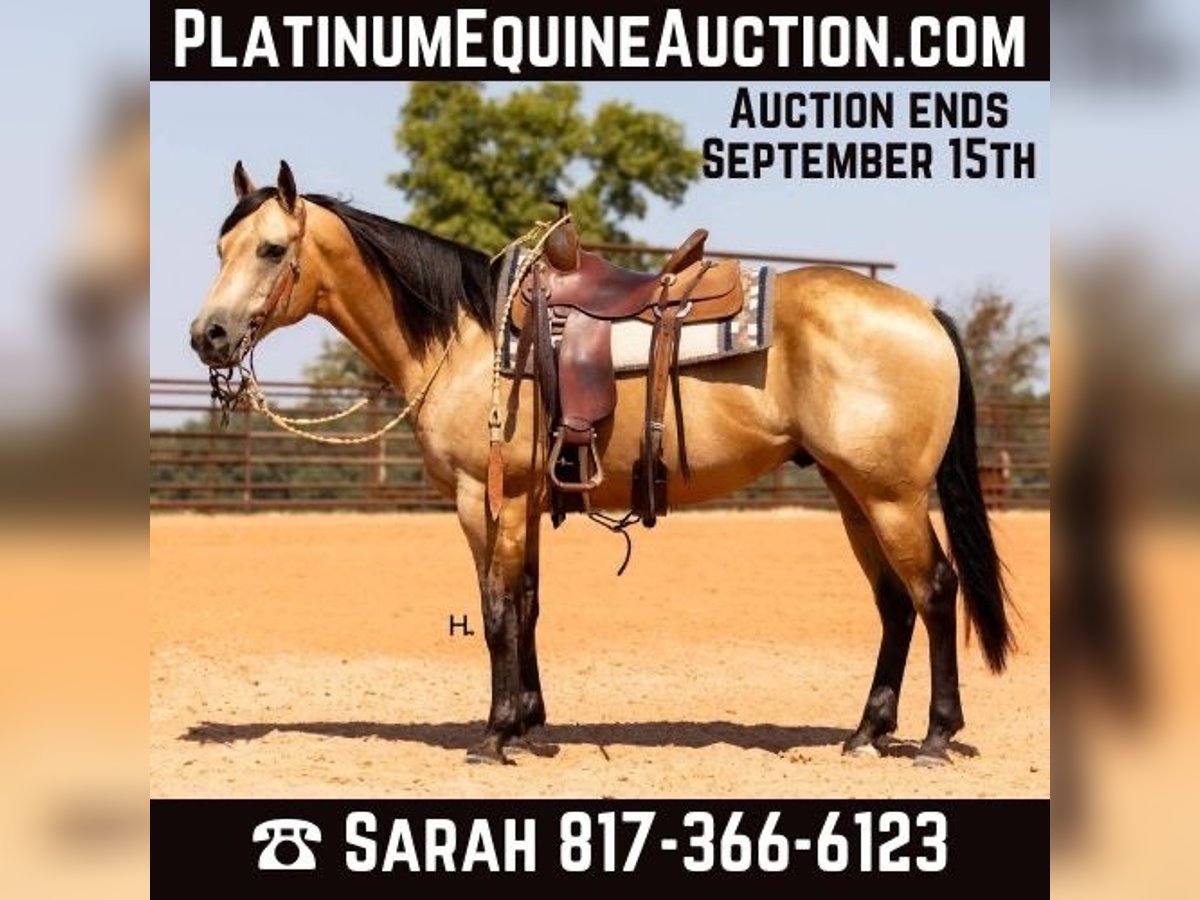 American Quarter Horse Castrone 6 Anni 150 cm Pelle di daino in Weatherford TX