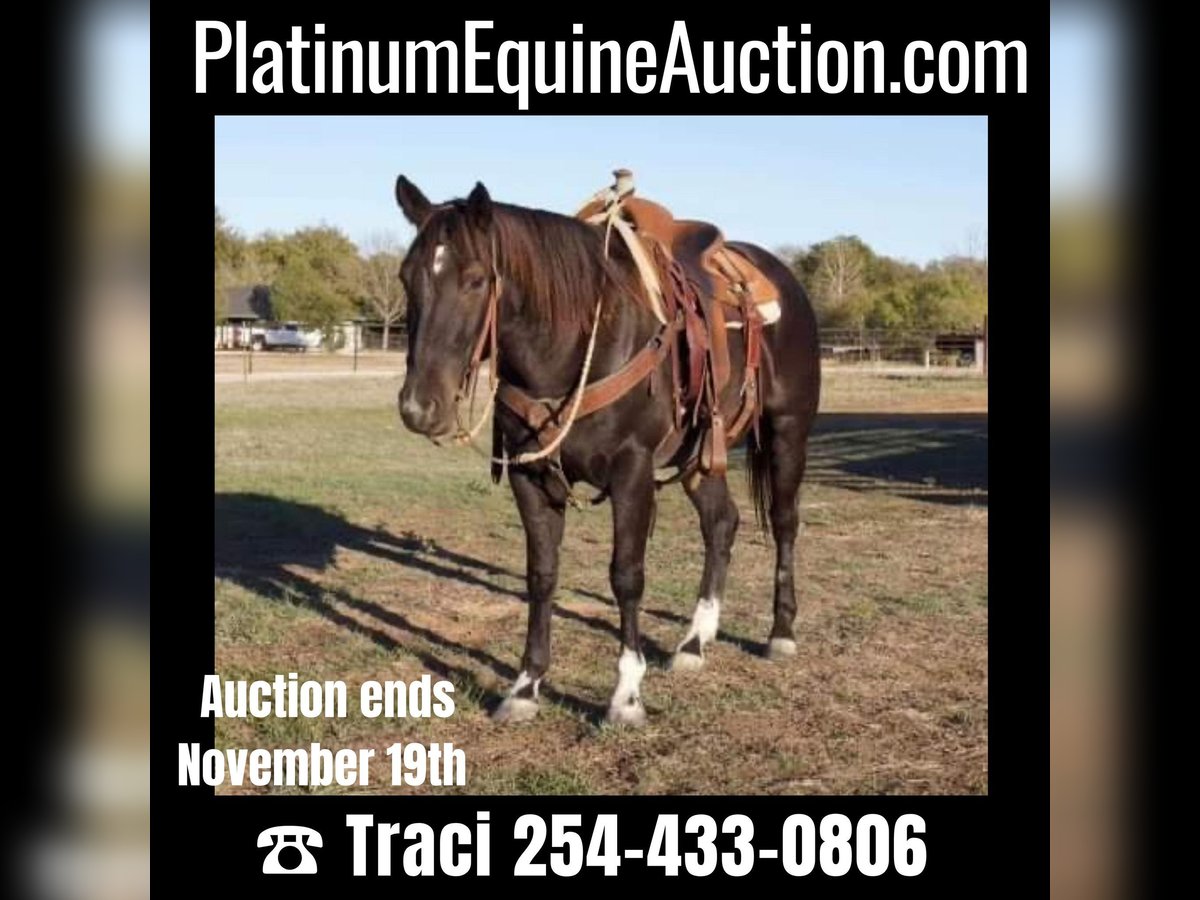 American Quarter Horse Castrone 6 Anni 150 cm Roano blu in Weatherford TX