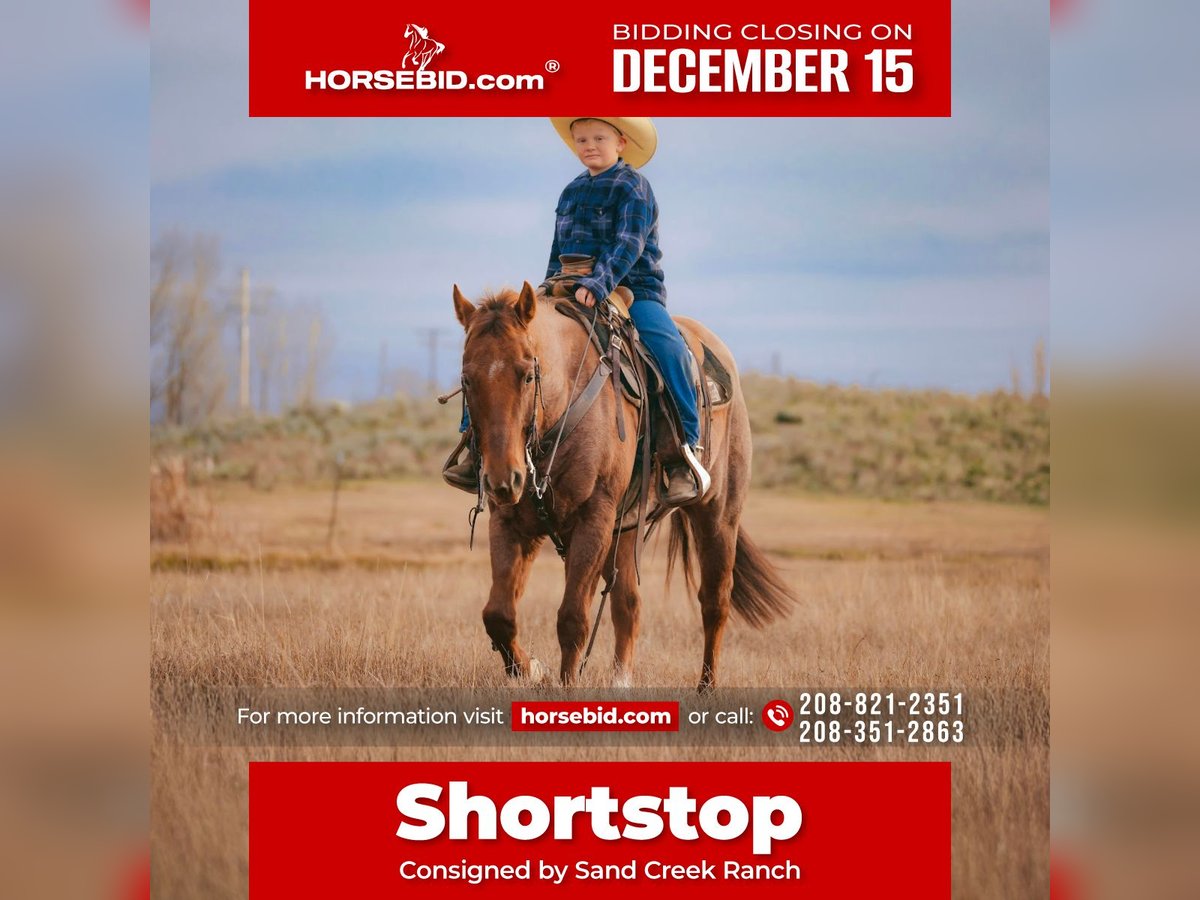 American Quarter Horse Castrone 6 Anni 150 cm Roano rosso in Saint Anthony