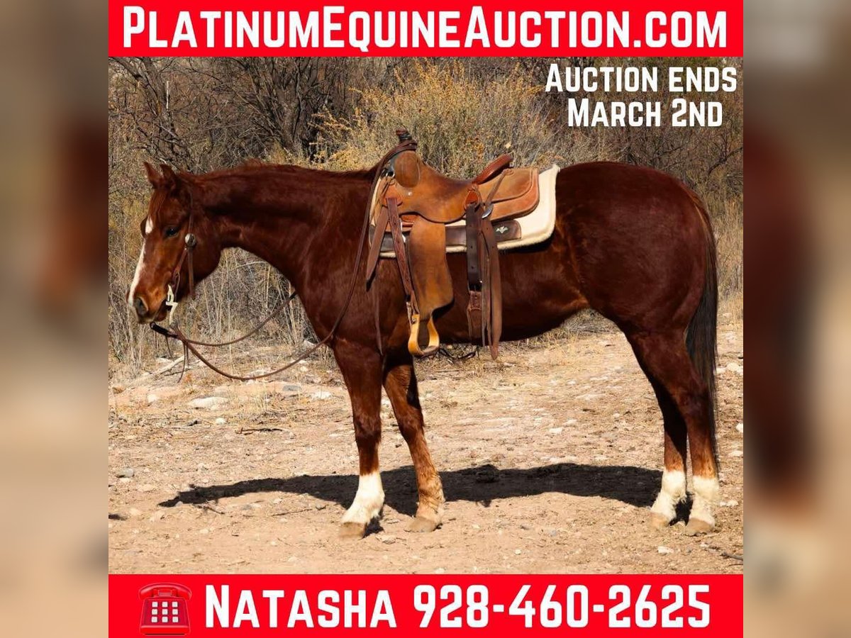 American Quarter Horse Castrone 6 Anni 150 cm Sauro scuro in Camp Verde AZ