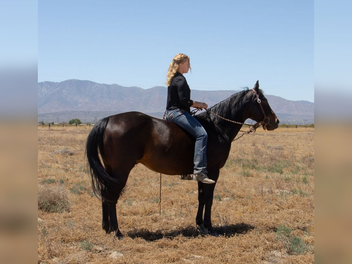 American Quarter Horse Castrone 6 Anni 152 cm Baio in Llano, CA