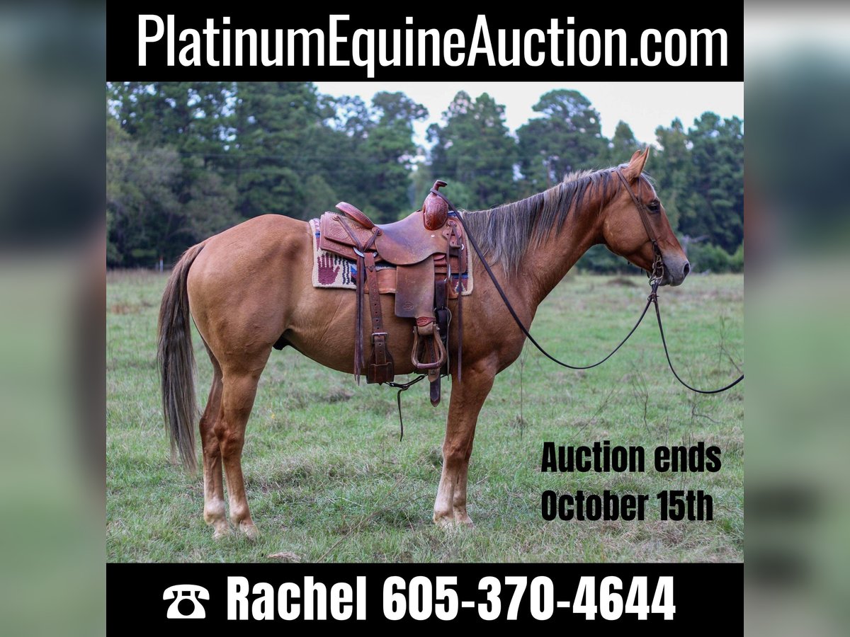 American Quarter Horse Castrone 6 Anni 152 cm Falbo in RUSK, TX