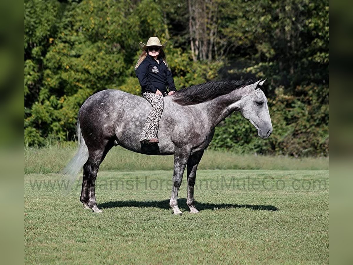 American Quarter Horse Castrone 6 Anni 152 cm Grigio pezzato in Wickenburg, AZ