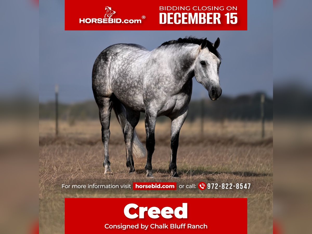 American Quarter Horse Castrone 6 Anni 152 cm Grigio in Mount Pleasant