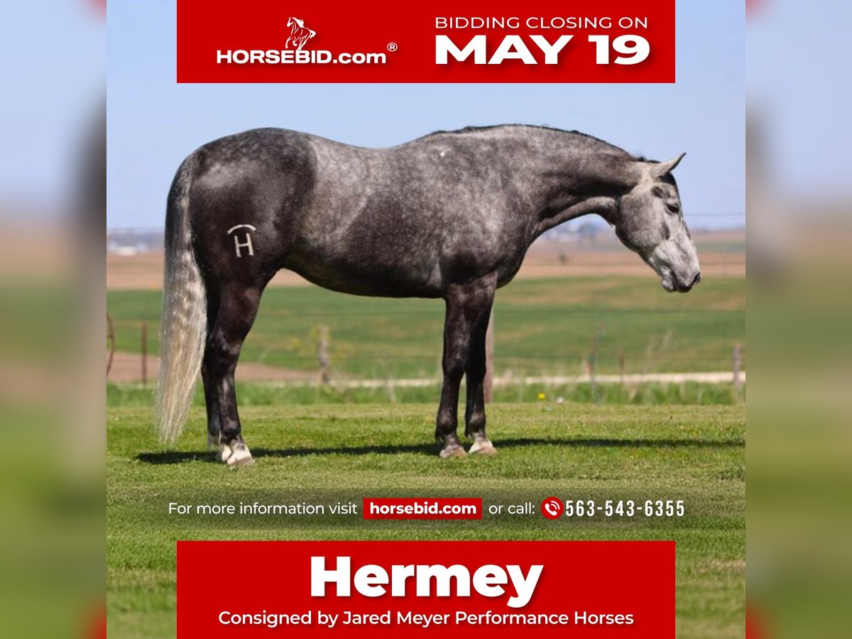 American Quarter Horse Castrone 6 Anni 152 cm Grigio in Bernard, IA