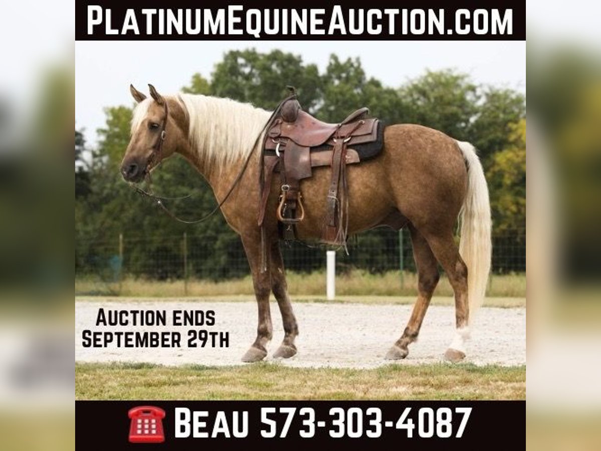 American Quarter Horse Castrone 6 Anni 152 cm Palomino in Sweet Springs, MO