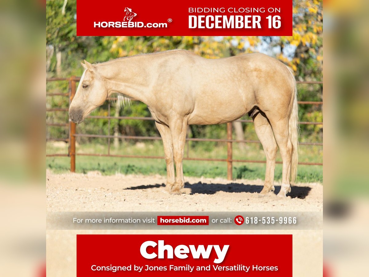 American Quarter Horse Castrone 6 Anni 152 cm Palomino in Lewistown