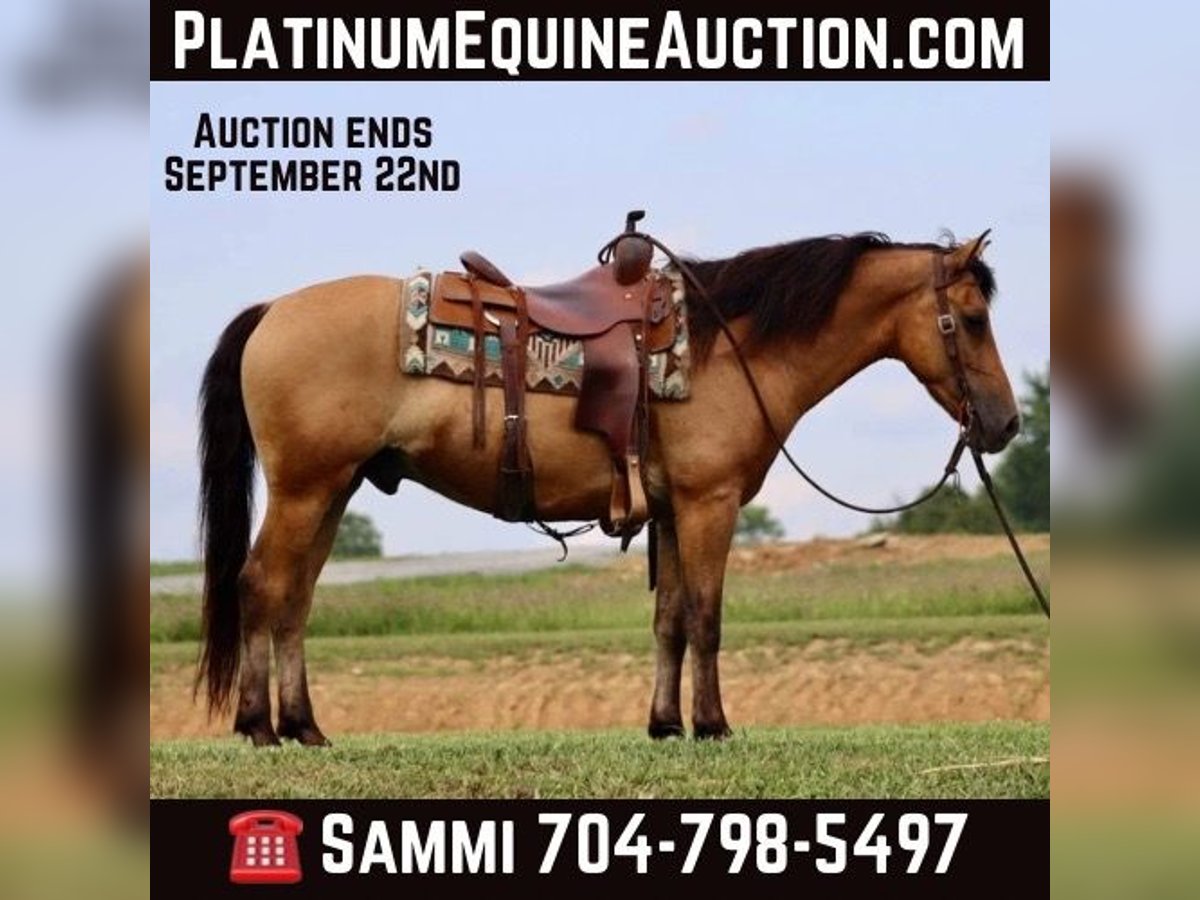 American Quarter Horse Castrone 6 Anni 152 cm Pelle di daino in Brooksville KY