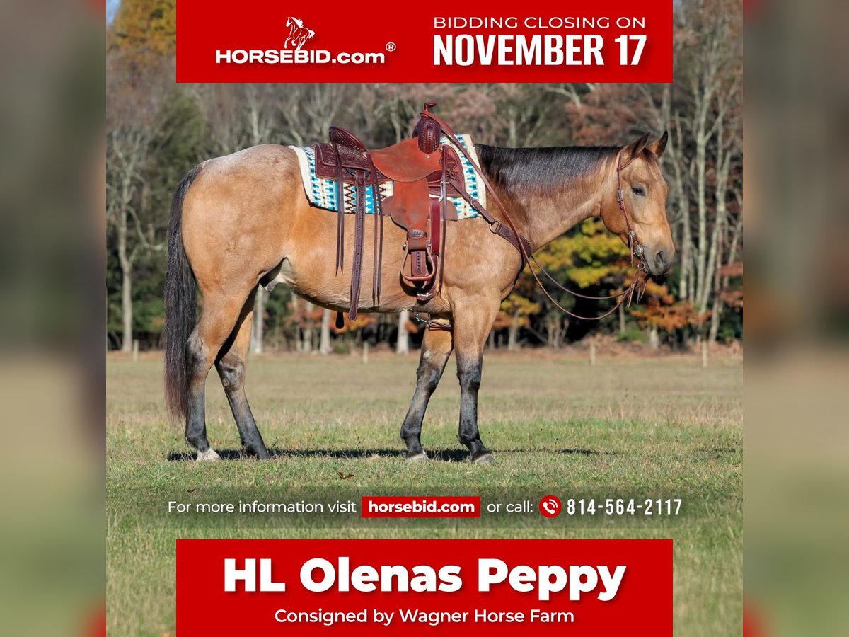 American Quarter Horse Castrone 6 Anni 152 cm Pelle di daino in Clarion