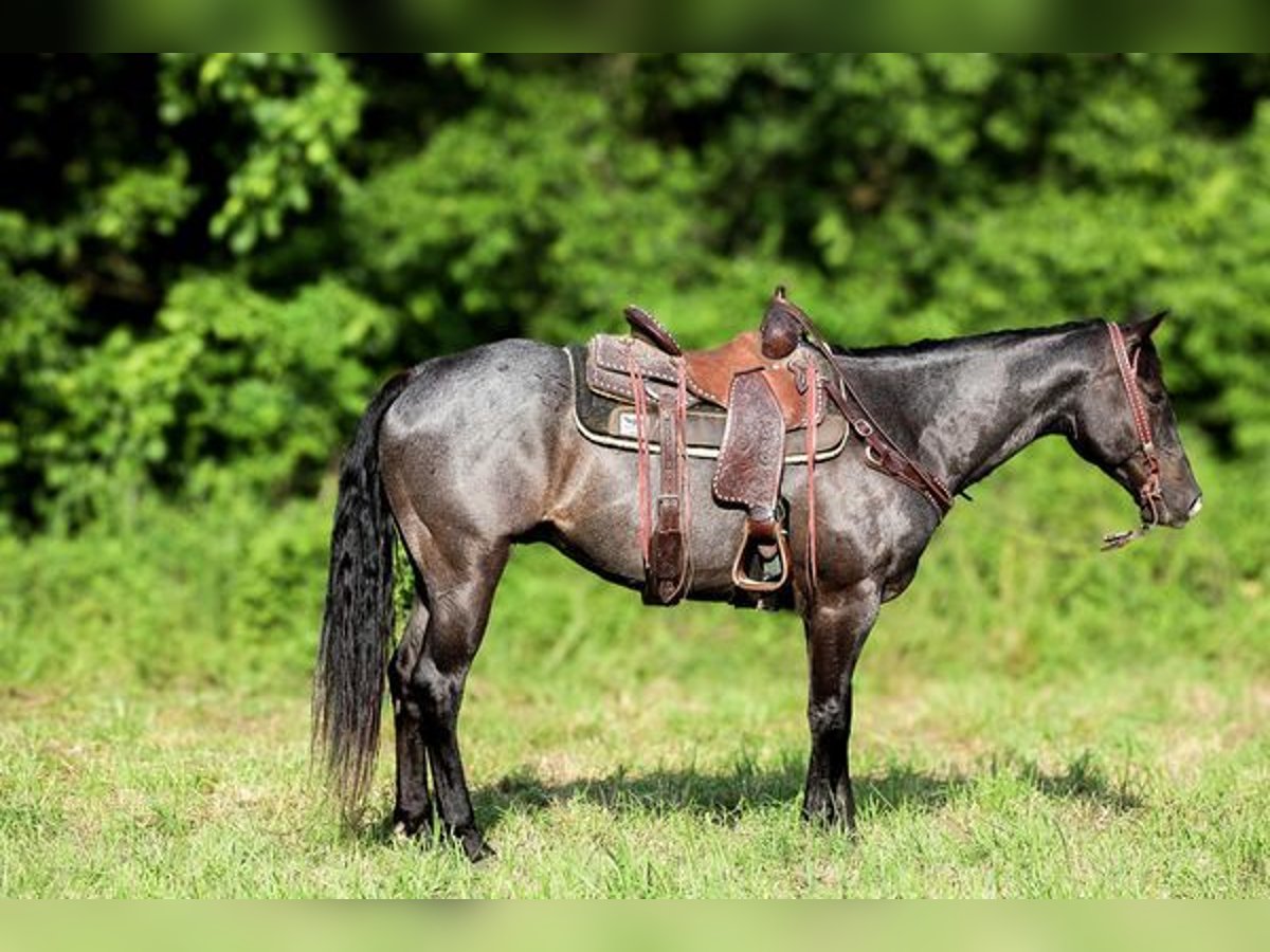 American Quarter Horse Castrone 6 Anni 152 cm Roano blu in Katy